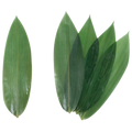 BL-32 Bamboo Leaves Decoration for Sushi Vacuum Packed Fresh 100pcs